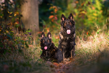 Obraz na płótnie Canvas two dogs sitting together in the forest