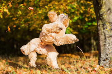 royal poodle jumps for leaves