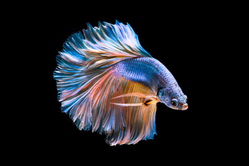 Capture the moving moment of white siamese fighting fish