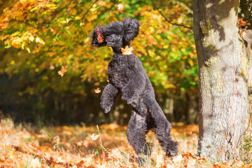 royal poodle jumps for leaves