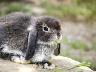 Baby Holland lop rabbit eating grass - 125872357