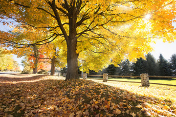 Plakat Sunbeam shing through the tree leaves during autumn season