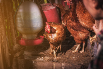 chicken at hen house from countryside farm in morning