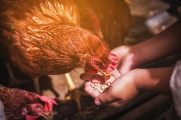 Fotobehang Eieren child provide to feeding chickens at hen house in countryside morning  © only_kim
