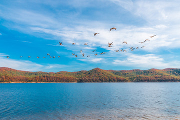Fototapeta na wymiar Flock of goose birds flying above the lake
