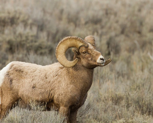 Stocky Bighorn Sheep Standing in the Sage Brush