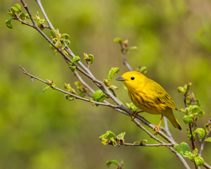 American yellow warbler perched on a branch.