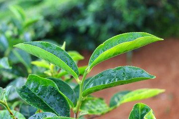 view of tea plantation Cameron highlands, Malaysia