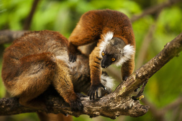 Lemur Madagascar