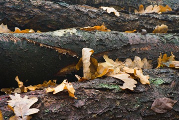 wet fall leaves