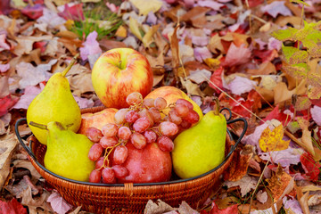 Organic fruit in basket in summer grass. Fresh grapes, pears and apples in nature