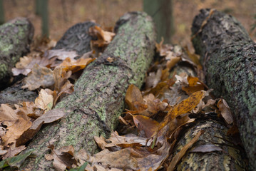 wet fall leaves