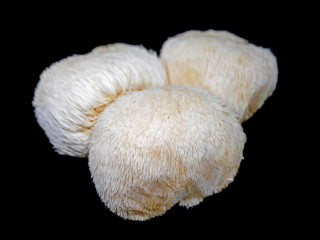 Lion's mane mushroom on black background
