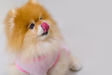 Hungry Pomeranian Dog Sticking Out Tongue Begging for Food