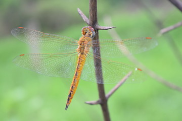 Dragonfly in the nature habitat