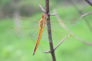 Dragonfly in the nature habitat