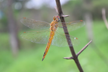 Dragonfly in the nature habitat