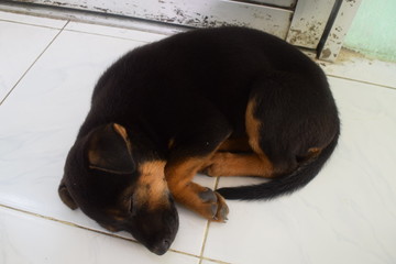 black puppy sleeping