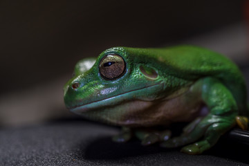 Green Tree Frog