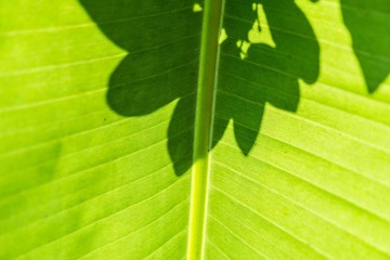 Banana leaf pattern and shadow.
