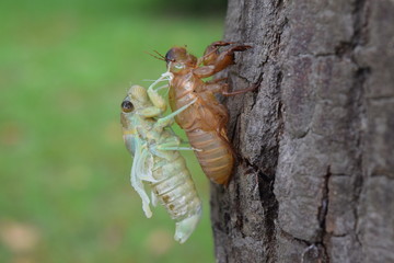 Insect molting cicada on tree in nature