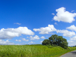 Obraz premium 青空