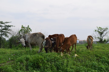 Naklejka na ściany i meble Herd of cows grazing and resting in the field