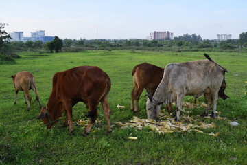 Herd of cows grazing and resting in the field