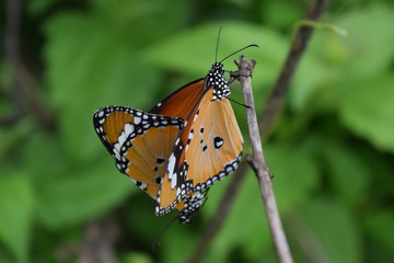butterfly mating on green background
