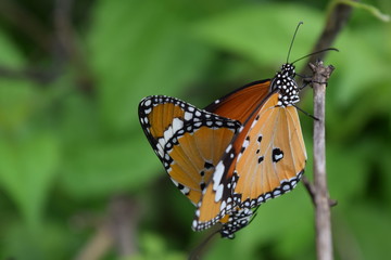 Fototapeta na wymiar butterfly mating on green background