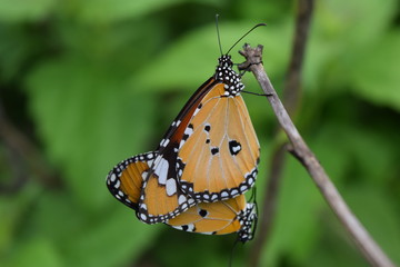 butterfly mating on green background