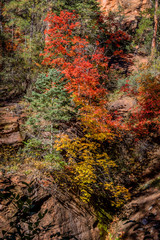 Colorful Cliff, Colorful Fall Trees along West Fork of Oak Creek in Oak Creek Canyon near Sedona, Arizona