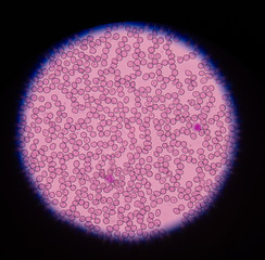 red blood cells under microscope in medical background concept.