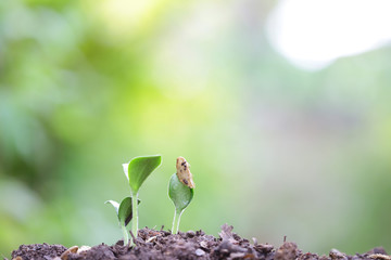Sprout planting