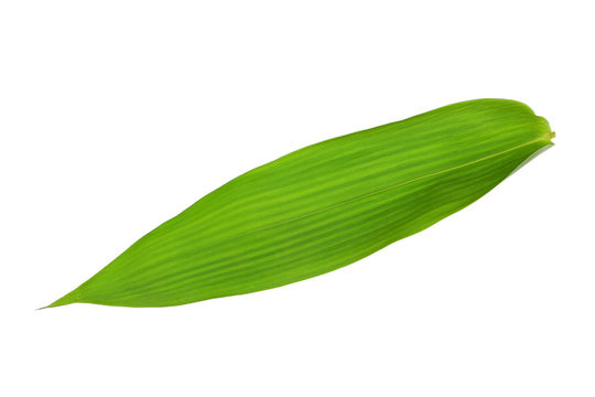 Fototapeta Single Isolated Bamboo leaf texture