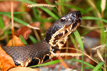 Venomous Cottonmouth Snake