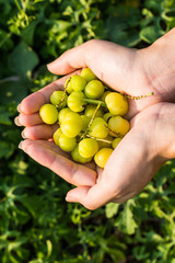 Two hand hold Star gooseberry