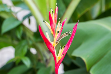 Obraz premium Heliconia flower,Bird of Paradise flower with green leaf