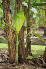 banana tree