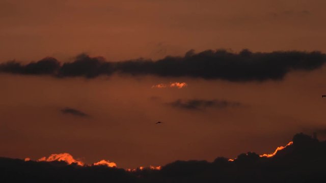 4K・朝焼けの空と鳥たち_3-784