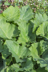 Medicinal plant pubescence Burdock (Arctium tomentosum)