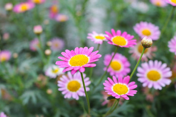 Obraz premium flower in cameron highland, malaysia