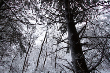 Illinois Snowy Forest Landscape