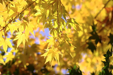 Fototapeta premium Japanese maple leafs