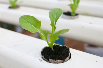 vegetables grown using hydroponics in cameron highland, malaysia