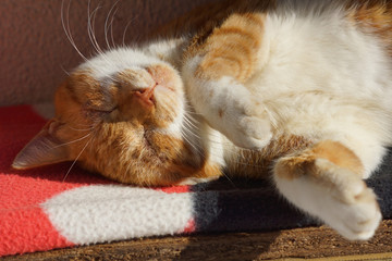 眠る茶猫