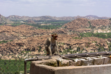ハンピ村のお猿さん