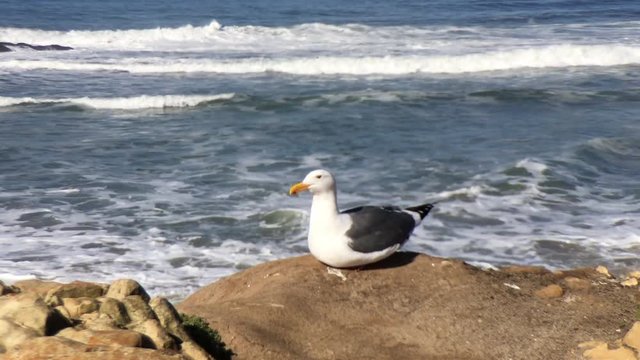 4K HD Video of one California Gull, Larus californicus, sitting on a rock near the beach with waves in the background, stands up nervously then sits back down, then stands back up. 