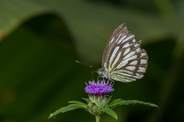 Common Wanderer Butterfly perched on a flower