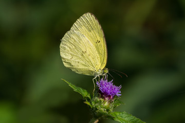 Common Grass Yellow Butterfly on a flower